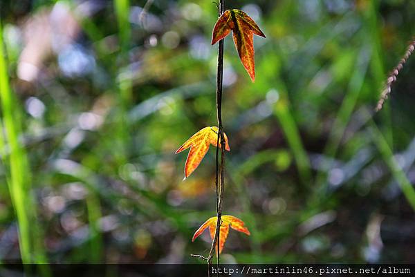 1L2A6372A.jpg 1L2A6372A.jpg