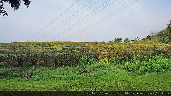 DSC_0313A.jpg DSC_0313A.jpg