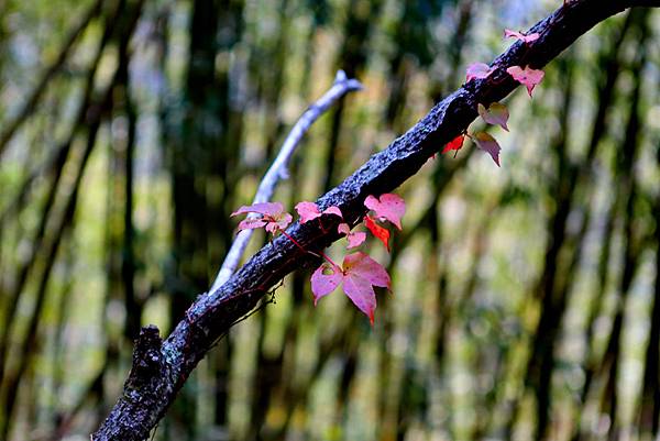 1L2A9005A.jpg 1L2A9005A.jpg