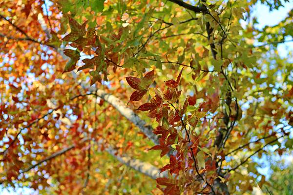 1L2A9000A.jpg 1L2A9000A.jpg