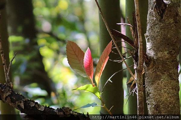 1L2A9221.jpg 1L2A9221.jpg