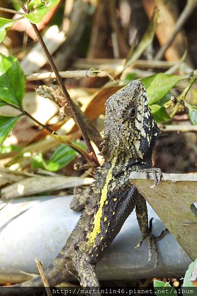 DSCN4474.jpg DSCN4474.jpg