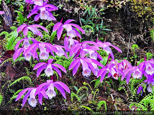 DSCN4739.jpg DSCN4739.jpg