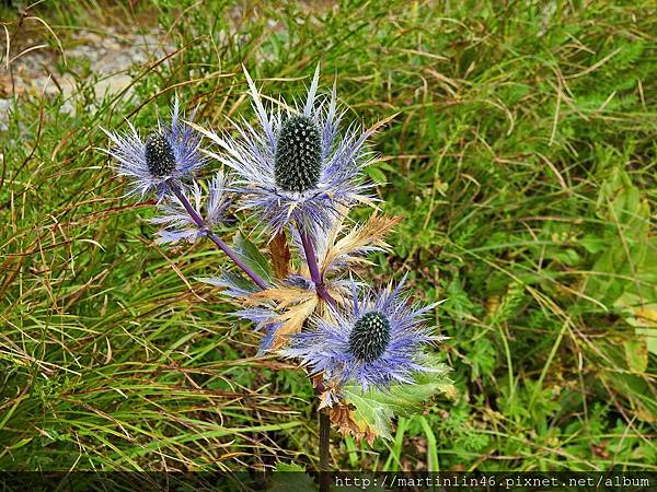 DSCN3483A.jpg DSCN3483A.jpg