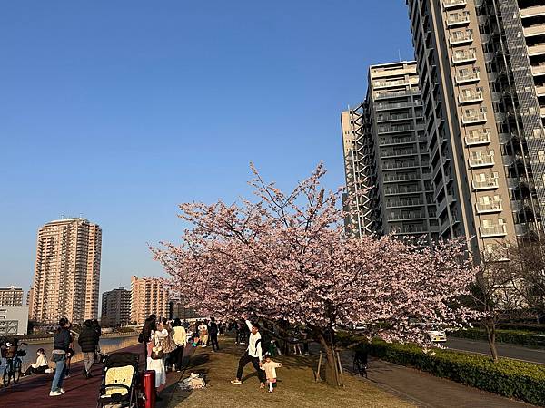 2024春靜岡也有富士山(1) - 東京汐入公園看大寒櫻