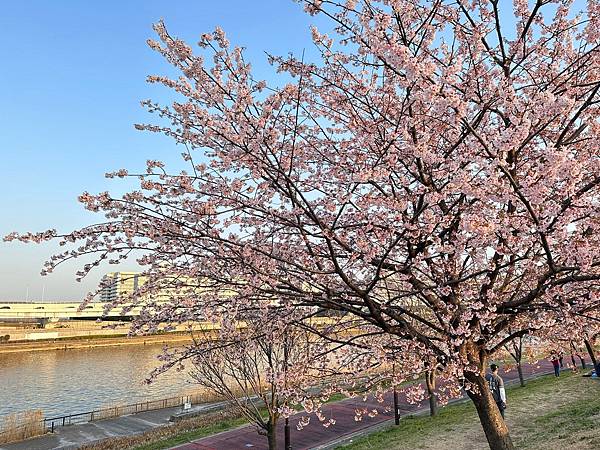 2024春靜岡也有富士山(1) - 東京汐入公園看大寒櫻