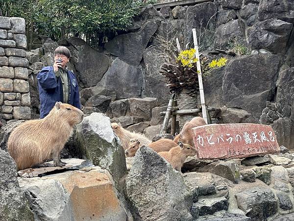 2024春靜岡也有富士山(3) <伊豆篇>仙人掌公園看水豚/