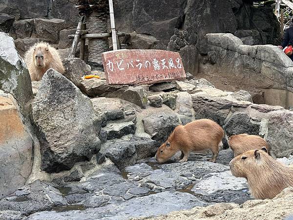 2024春靜岡也有富士山(3) <伊豆篇>仙人掌公園看水豚/