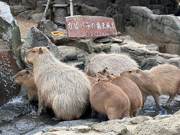 2024春靜岡也有富士山(3) <伊豆篇>仙人掌公園看水豚/