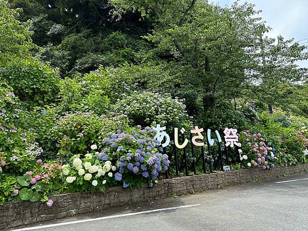 2024初夏紫陽花盛宴 (2) 伊豆下田公園 - 日本第一紫 2024初夏紫陽花盛宴 (2) 伊豆下田公園 - 日本第一紫