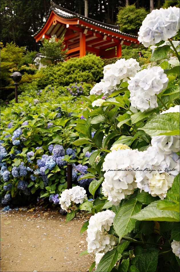 2三室戶寺紫陽花