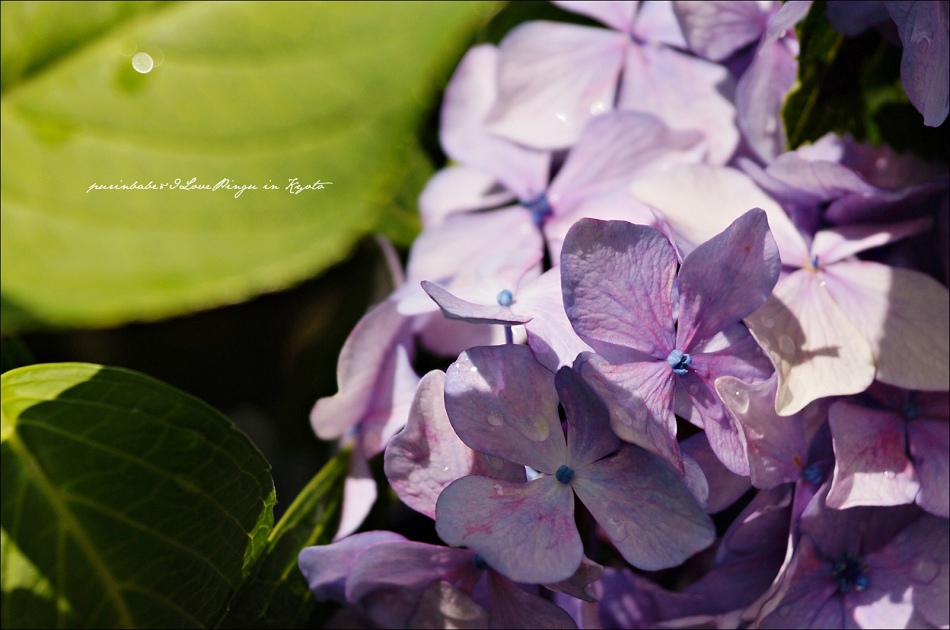 46東寺紫陽花2