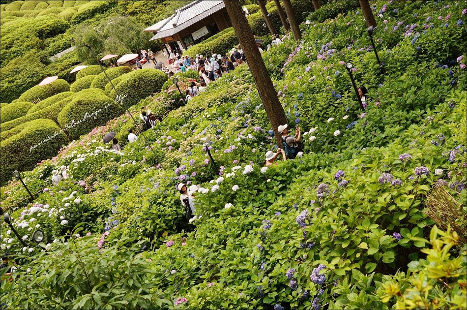 13三室戶寺庭園2