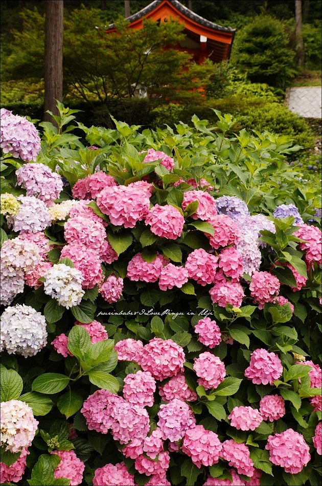 19山門與紫陽花4