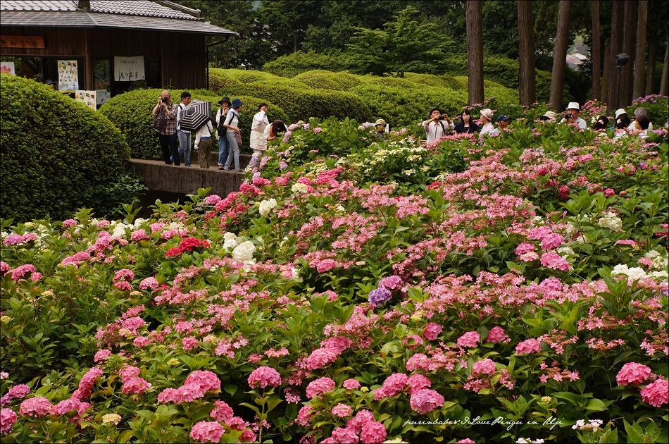 15三室戶寺庭園4