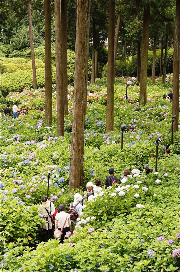 14三室戶寺庭園3