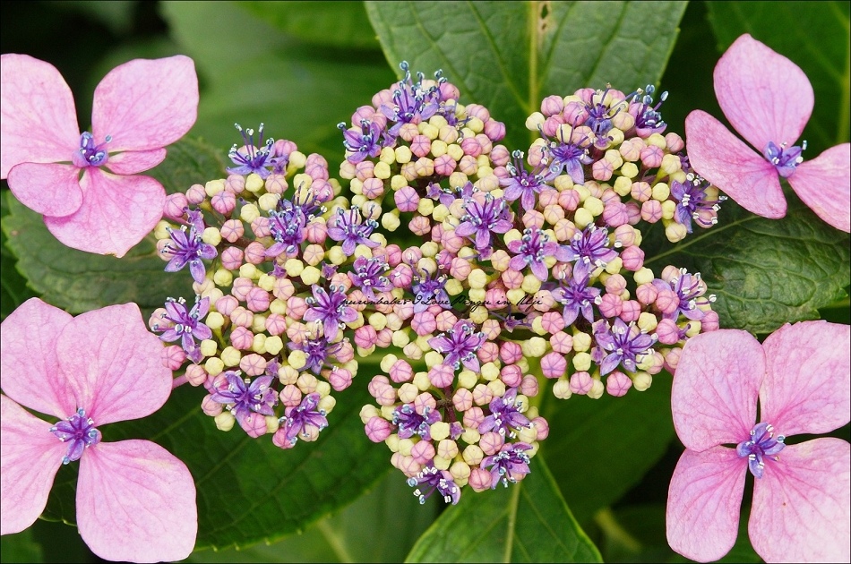 31額紫陽花1