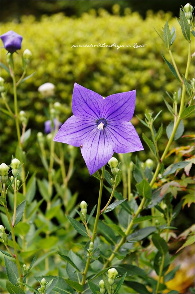 31百花塢一隅1