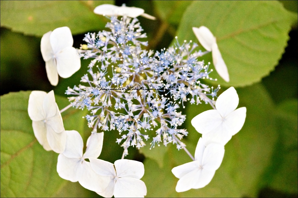 30額紫陽花2