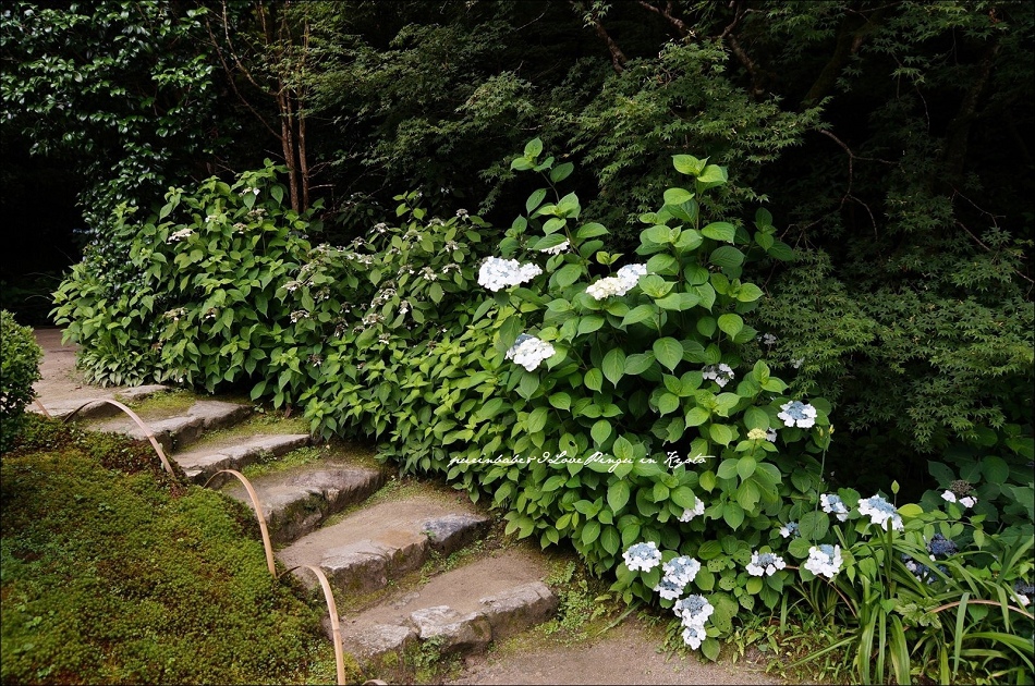 29額紫陽花1