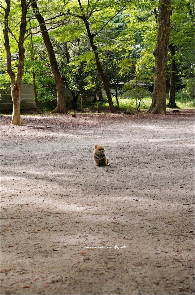 36加油小狗2