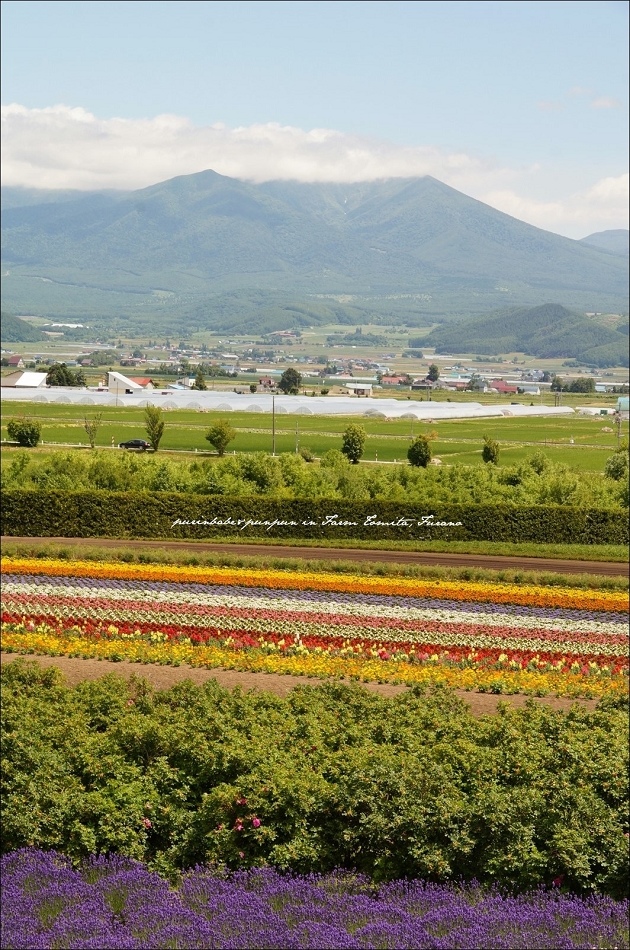 16富田農場2