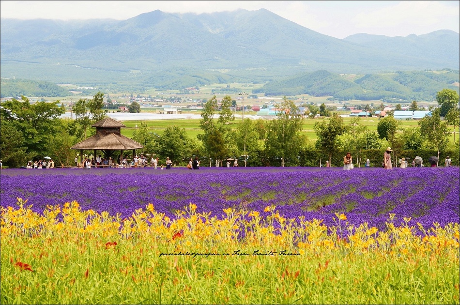 17富田農場3