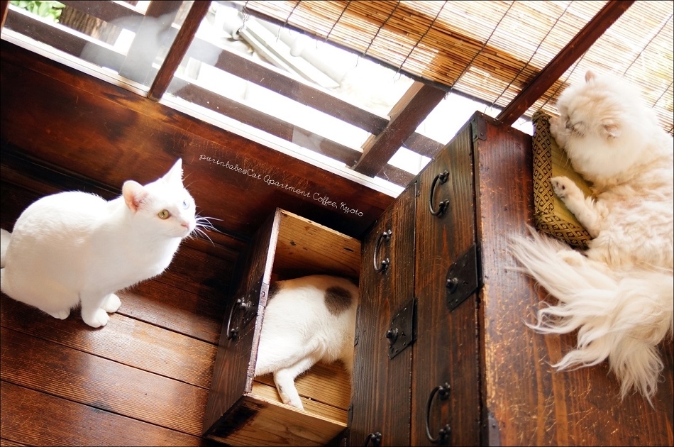 33Cat Apartment一隅3