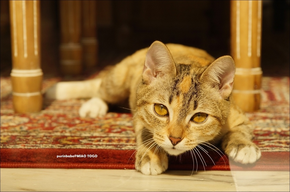 5外帶一隻貓4 5外帶一隻貓4