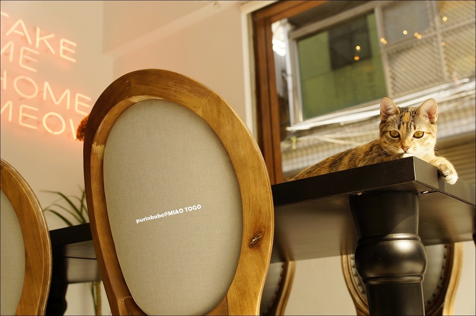 37外帶一隻貓1 37外帶一隻貓1