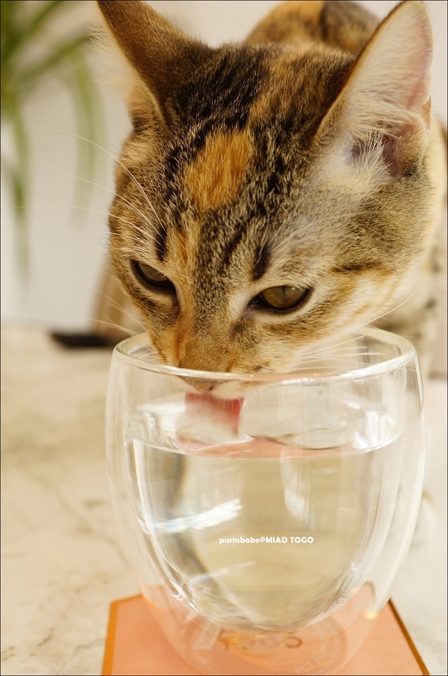 24貓咪喝水2 24貓咪喝水2