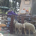 牧羊人的工作之一：分羊