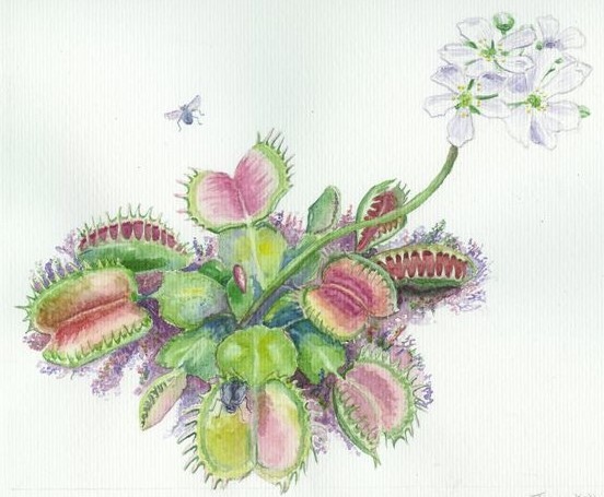 2007-01-23-watercolor-venus-flytrap.jpg