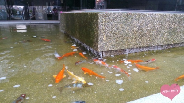 碳佐麻里(美術館旗艦店):看水上餐廳養著滿滿的魚 碳佐麻里(美術館旗艦店):看水上餐廳養著滿滿的魚