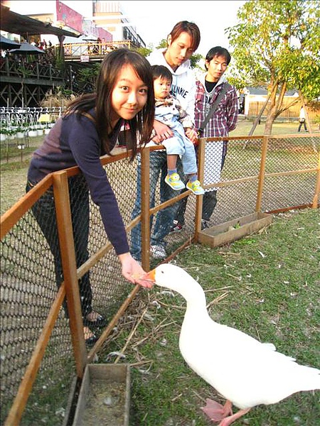 餵鵝