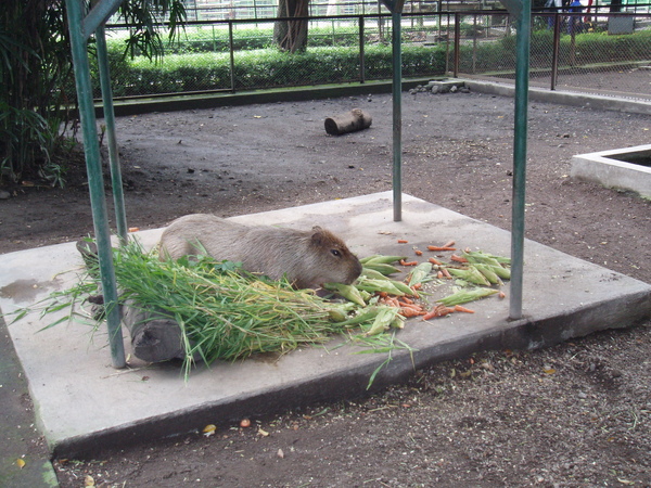 泗水動物園3