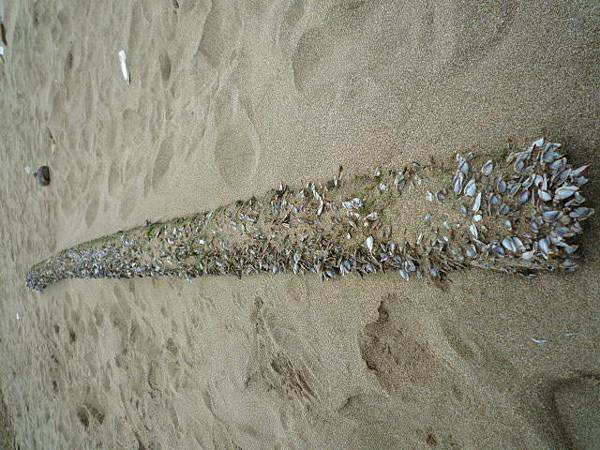 海邊的貝類殘骸