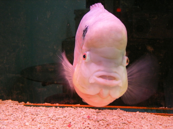 公司的魚。變紅變聰明會跟我玩唷