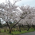 移動至《桜の里》櫻花的故鄉