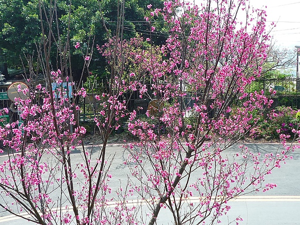 白宮山莊前的櫻花