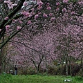  武陵櫻花