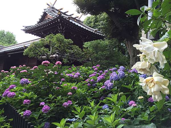 東京15 紫陽花的夏天 Masronita S Blog 痞客邦
