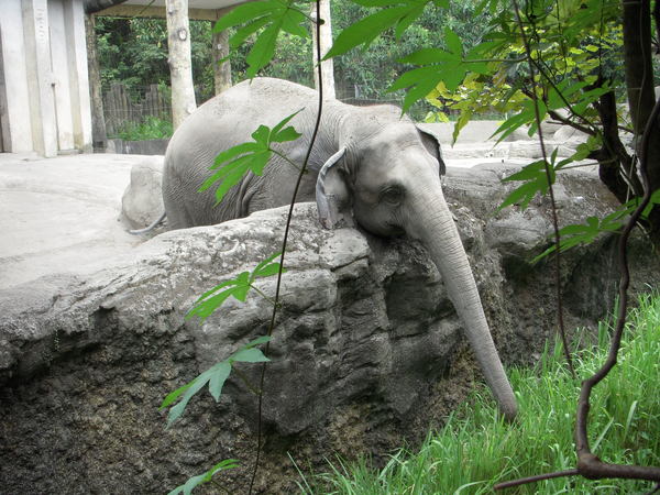 大象（二）