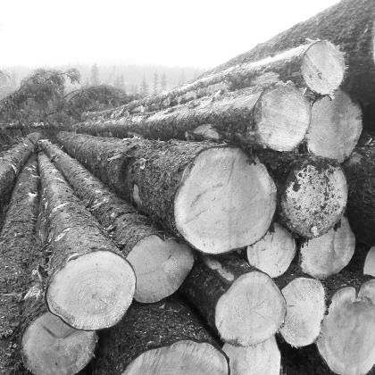 原料木材照片.jpg 原料木材照片.jpg