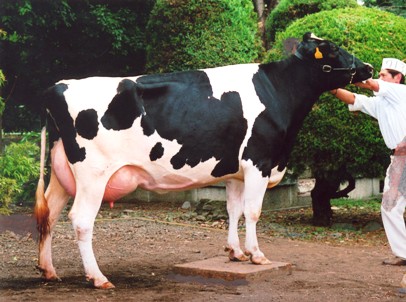 milkcow.jpg