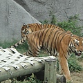 cool Tigers