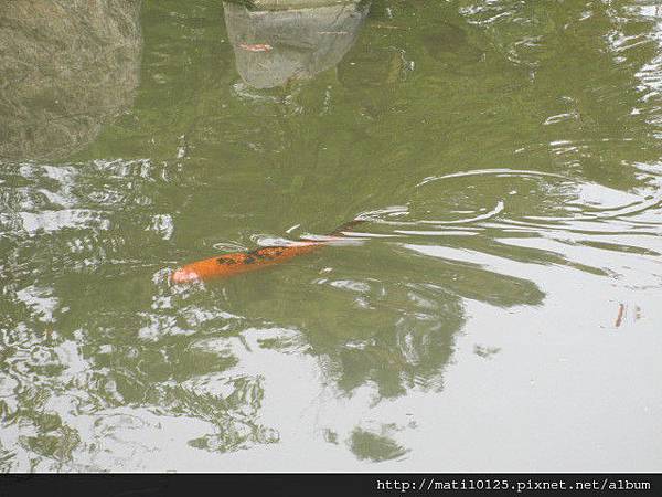 很多鯉魚