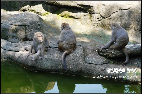 06_Taipei Zoo.jpg