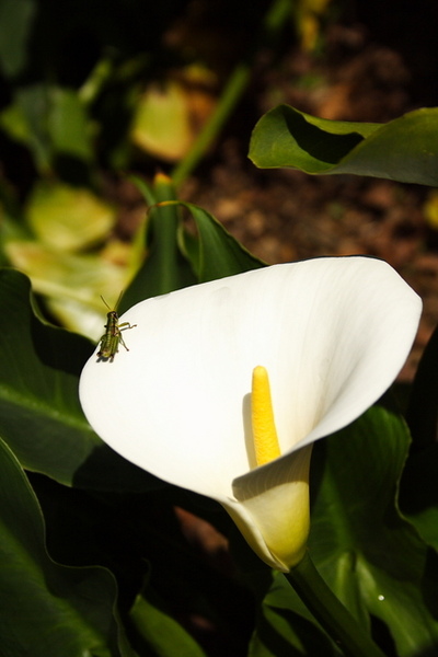 蚱蜢與海芋