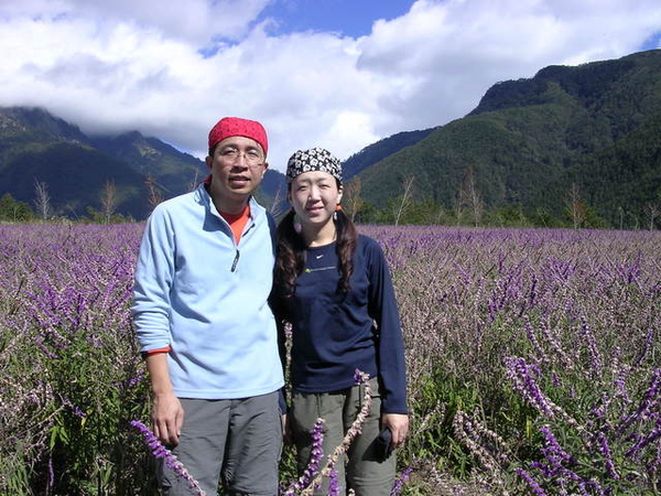 武陵農場的鼠尾草花海